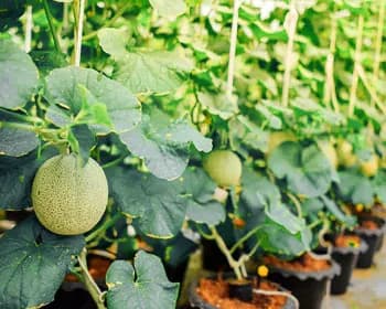 Melon Madu